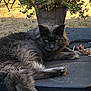 Pepper participe au concours pour gagner de l'argent avec cette photo : cat, gray_cat, fluffy, outdoor, flower_pot, flowers, pink_flowers, purple_flowers, plant, nature, pet, animal, relaxing, fur, whiskers, green_eyes, garden, sunlight, summer, resting