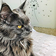 Pepper participe au concours pour gagner de l'argent avec cette photo : cat, gray_cat, fluffy, yellow_eyes, close_up, side_profile, indoor, pet, feline, whiskers, fur, portrait, dandelion_wall_decal, bed, blanket, cozy, soft_light, relaxed, animal, mammal
