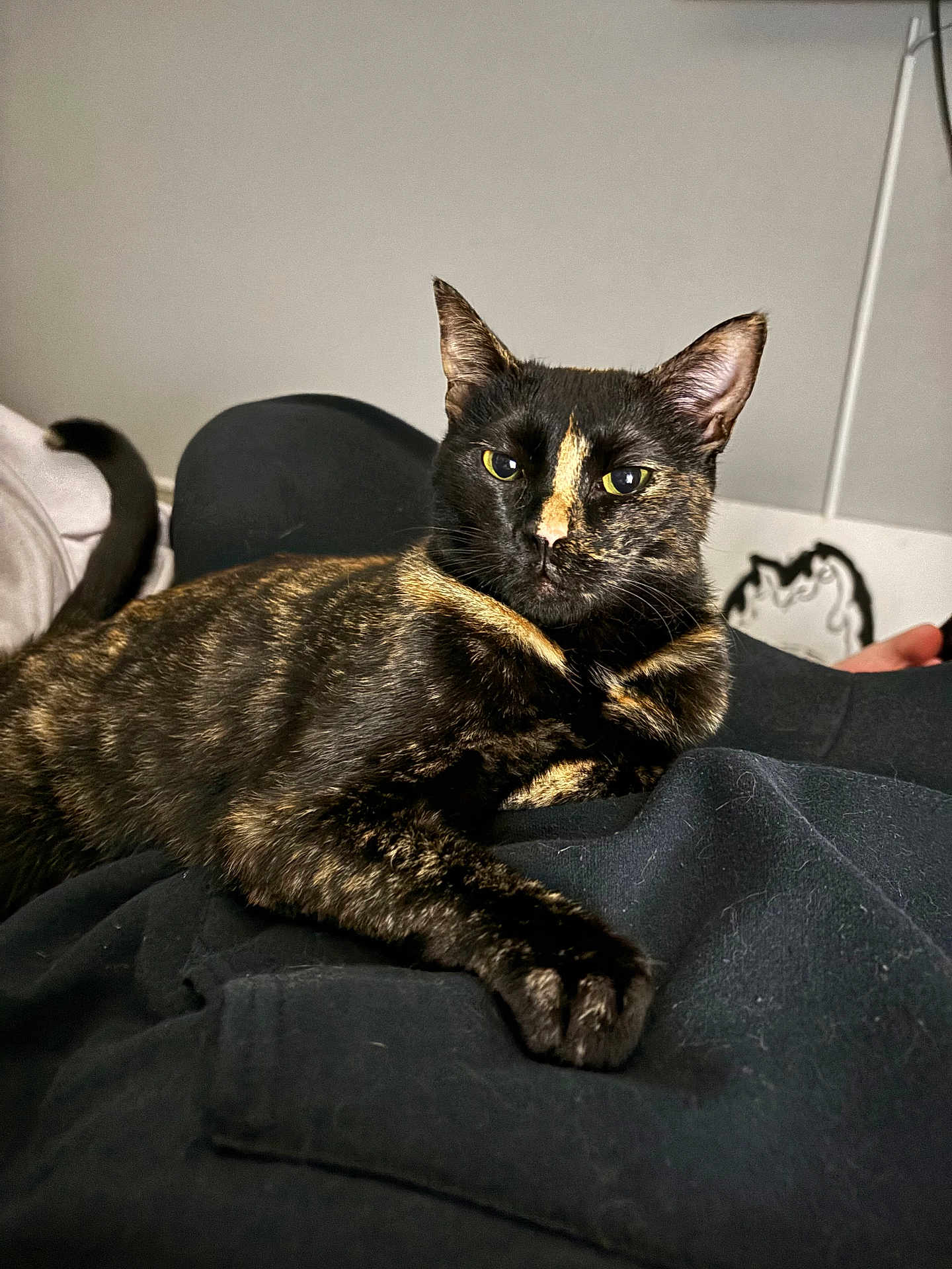 Nyx joined the competition — help win amazing prizes! cat, tortoiseshell, pet, animal, fur, yellow_eyes, whiskers, relaxed, indoor, lying_down, close_up, portrait, cute, feline, domestic_cat, resting, soft_lighting, black_fur, orange_fur, curious