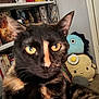 Nyx is registered to the contest to win money with this photo: cat, tortoiseshell, closeup, bookshelf, books, plush_toys, blue_fish, smiling_egg, yellow_eyes, indoor, pet, fur, ears, carpet, door, wall, home, cute, animal, feline