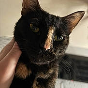 Nyx joined the competition — help win amazing prizes! cat, tortoiseshell, close_up, pet, hand, whiskers, ears, eyes, fur, indoor, domestic_animal, feline, animal, cute, portrait, companion, curious, soft_light, face, domestic