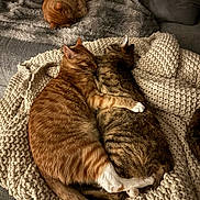Pumpkin is registered to the contest to win money with this photo: cat, cats, cuddle, sleeping, cozy, knitted_blanket, couch, furniture, gray, ginger_cat, tabby_cat, pet, animal, furry, indoor, resting, cute, warm, snuggle, relaxation