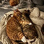 cat, cats, cuddle, sleeping, cozy, knitted_blanket, couch, furniture, gray, ginger_cat, tabby_cat, pet, animal, furry, indoor, resting, cute, warm, snuggle, relaxation