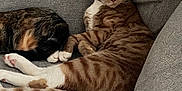 Pumpkin joined the competition — help win amazing prizes! cat, orange_tabby, striped, feline, couch, gray_furniture, indoor, pet, relaxed, two_cats, white_paws, curled_up, resting, cozy, blanket, textured, fur, animal, companion, home