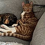 cat, orange_tabby, striped, feline, couch, gray_furniture, indoor, pet, relaxed, two_cats, white_paws, curled_up, resting, cozy, blanket, textured, fur, animal, companion, home