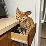 cat, orange_tabby, kitchen, drawer, curious, pet, feline, wooden_cabinet, countertop, appliance, indoor, domestic, animal, whiskers, ears, floor_mat, white_wall, household, cute, mischievous
