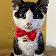Po is registered to the contest to win money with this photo: cat, kitten, tuxedo_cat, black_and_white, bow_tie, bell, collar, pet, animal, portrait, close_up, sitting, indoors, carpet, textured_background, whiskers, ears, eyes, cute, formal