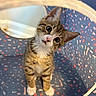 kitten, cat, tabby, pet, animal, curious, play_tunnel, indoor, cute, small, young, fur, whiskers, ears, paws, looking, head_tilt, patterned, colorful, domestic_cat