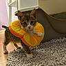 Francis joined the competition — help win amazing prizes! kitten, cat, indoor, curious, collar, inflatable_collar, yellow, orange, fur, pet, animal, floor, rug, wooden_floor, furniture, eyes, small, young, playful, domestic