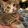 Francis joined the competition — help win amazing prizes! kitten, cat, tabby, closeup, indoor, hand, pet, feline, cute, fur, eyes, cozy, home, blanket, resting, young, animal, domestic, comfort, portrait