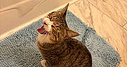 Francis is registered to the contest to win money with this photo: cat, tabby, yawning, bathroom, bath_mat, floor_tile, shower_curtain, indoor, pet, fur, whiskers, ears, sitting, mouth_open, tongue, cute, animal, domestic, striped, relaxed