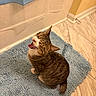 cat, tabby, yawning, bathroom, bath_mat, floor_tile, shower_curtain, indoor, pet, fur, whiskers, ears, sitting, mouth_open, tongue, cute, animal, domestic, striped, relaxed