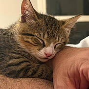 Francis joined the competition — help win amazing prizes! kitten, cat, sleeping, tabby, pet, closeup, arm, human, furry, cute, whiskers, nose, domestic_animal, indoor, resting, cozy, peaceful, animal, mammal, feline