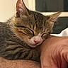 kitten, cat, sleeping, tabby, pet, closeup, arm, human, furry, cute, whiskers, nose, domestic_animal, indoor, resting, cozy, peaceful, animal, mammal, feline