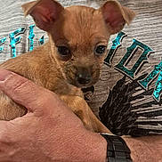 Peanut joined the competition — help win amazing prizes! affection, animal, brown, closeup, clothing, companion, cute, dog, ears, furry, hand, holding, indoor, person, pet, portrait, puppy, shirt, small_dog, wristwatch