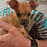 affection, animal, brown, closeup, clothing, companion, cute, dog, ears, furry, hand, holding, indoor, person, pet, portrait, puppy, shirt, small_dog, wristwatch
