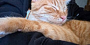 Chester joined the competition — help win amazing prizes! animal, blanket, cat, closeup, comfort, cozy, cute, domestic, feline, fur, indoor, nap, orange_tabby, paw, pet, relaxation, resting, sleeping, soft, whiskers