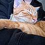 animal, blanket, cat, closeup, comfort, cozy, cute, domestic, feline, fur, indoor, nap, orange_tabby, paw, pet, relaxation, resting, sleeping, soft, whiskers