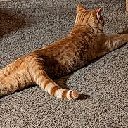 Chester joined the competition — help win amazing prizes! animal, blue_cushion, carpet, cat, cushion, domestic, feline, floor, fur, indoor, laying, orange_tabby, paws, pet, relaxed, resting, stretching, tail, texture, wooden_floor