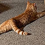 animal, blue_cushion, carpet, cat, cushion, domestic, feline, floor, fur, indoor, laying, orange_tabby, paws, pet, relaxed, resting, stretching, tail, texture, wooden_floor