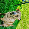 animal, canine, chair, daylight, dog, ears, fur, garden, grass, greenery, lawn, looking_up, nature, outdoor, pet, relaxed, shadow, sitting, summer, sunlight