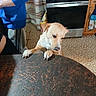 blue_sweatshirt, cabinet, canine, claws, curious, curtains, dog, domestic, floor, furniture, indoor, kitchen, looking_down, person, pet, scratched_table, standing, stove, table, tile_floor