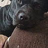 Macie joined the competition — help win amazing prizes! animal, black_dog, canine, close_up, companion, couch, cozy, dog, domestic, ears, face, fur, furniture, home, indoor, pet, relaxed, resting, sleepy, snout