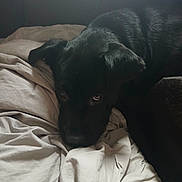 Macie is registered to the contest to win money with this photo: animal, bed, black_dog, blanket, canine, companion, cozy, dog, domestic_animal, fur, home, indoor, laying_down, pet, quiet, relaxing, resting, rumpled_bed, sleepy, soft_light