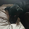 animal, bed, black_dog, blanket, canine, companion, cozy, dog, domestic_animal, fur, home, indoor, laying_down, pet, quiet, relaxing, resting, rumpled_bed, sleepy, soft_light