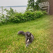 Kuzya is registered to the contest to win money with this photo: cat, gray_cat, feather, grass, lawn, outdoor, nature, bushes, trees, lake, water, boat_lift, overcast_sky, relaxing, animal, pet, feline, greenery, peaceful, wildlife
