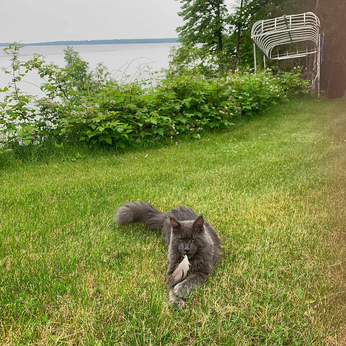 Kuzya is registered to the contest to win money with this photo: animal, boat_lift, bushes, cat, feather, feline, grass, gray_cat, greenery, lake, lawn, nature, outdoor, overcast_sky, peaceful, pet, relaxing, trees, water, wildlife
