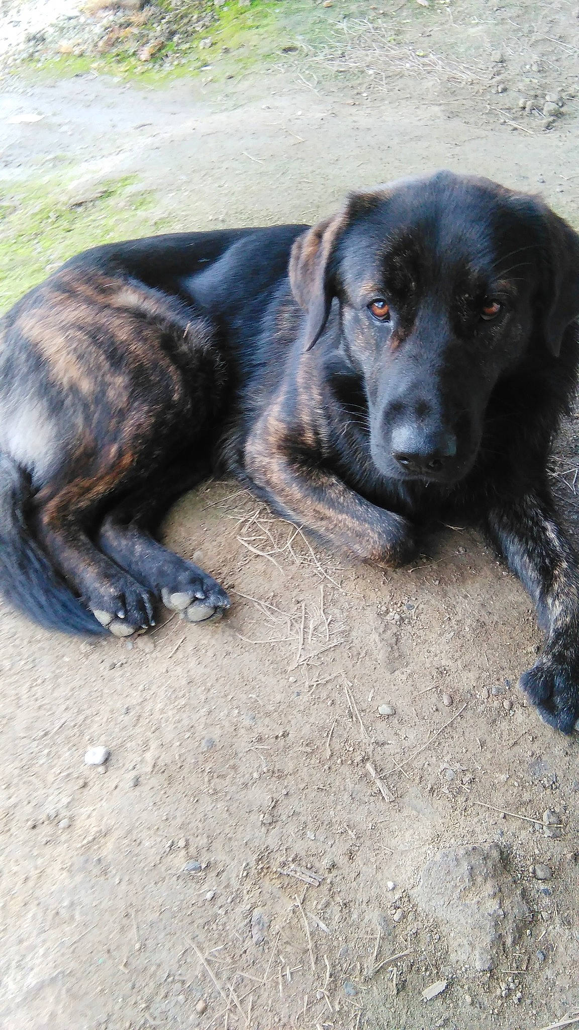 Lucky a rejoint le concours — aidez-le/la à gagner de superbes lots ! canidae, carnivore, dog, dog_breed, hunting_dog, labrador_retriever, snout, sporting_group, street_dog