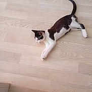 Acrobate a rejoint le concours — aidez-le/la à gagner de superbes lots ! cat, black_and_white, pet, animal, floor, wooden_floor, indoor, laying_down, resting, feline, whiskers, tail, paws, ears, cute, domestic_animal, relaxed, young_cat, side_view, quiet
