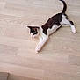 cat, black_and_white, pet, animal, floor, wooden_floor, indoor, laying_down, resting, feline, whiskers, tail, paws, ears, cute, domestic_animal, relaxed, young_cat, side_view, quiet