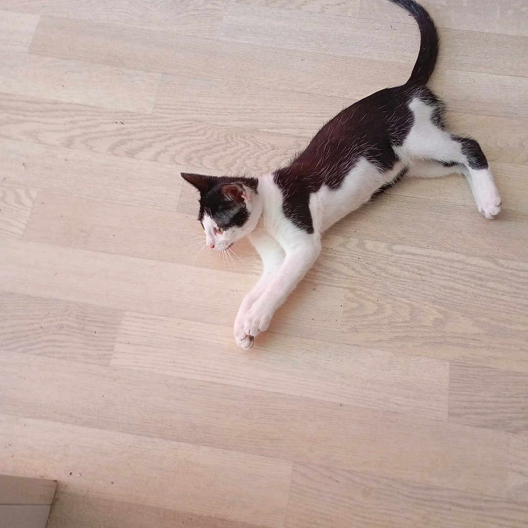 Acrobate a rejoint le concours — aidez-le/la à gagner de superbes lots ! animal, black_and_white, cat, cute, domestic_animal, ears, feline, floor, indoor, laying_down, paws, pet, quiet, relaxed, resting, side_view, tail, whiskers, wooden_floor, young_cat