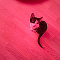 Martine V.