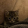Loki joined the competition — help win amazing prizes! animal, blanket, cat, comfort, cozy, cushion, cute, ears, eyes, face, fur, indoor, kitten, pet, resting, soft, tabby, texture, whiskers, young