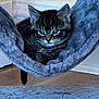 animal, blue, cat, cozy, curious, cute, ears, floor, furry, hammock, home, indoor, kitten, pet, relaxed, resting, soft, tabby, whiskers, young