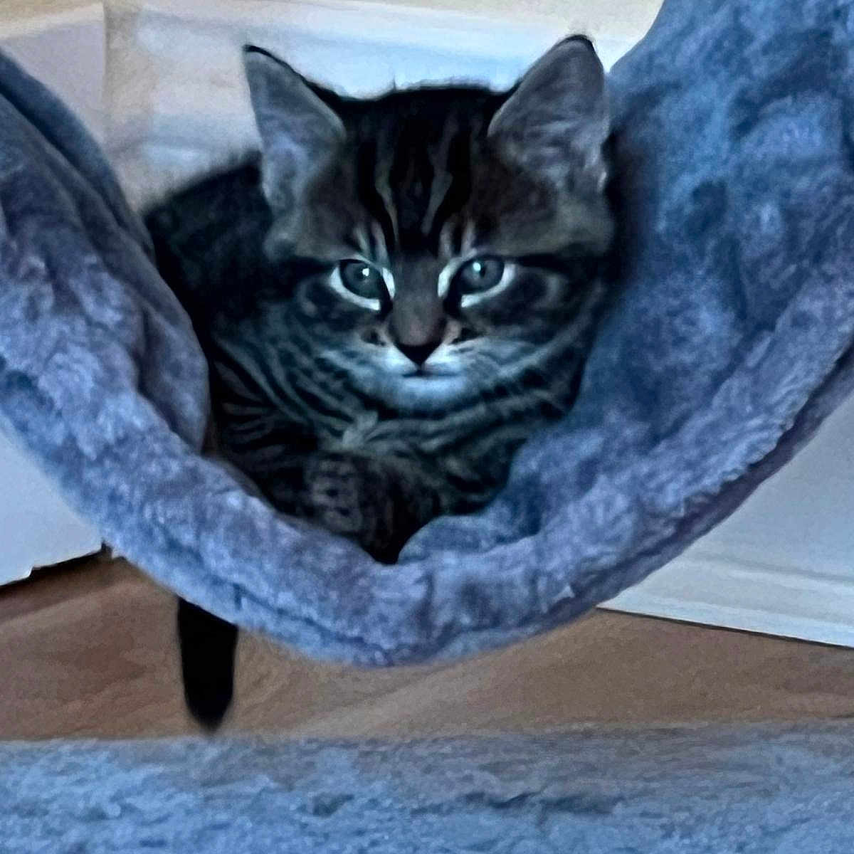 Loki is registered to the contest to win money with this photo: animal, blue, cat, cozy, curious, cute, ears, floor, furry, hammock, home, indoor, kitten, pet, relaxed, resting, soft, tabby, whiskers, young