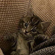 Loki joined the competition — help win amazing prizes! animal, cat, closeup, cozy, curious, cushion, cute, feline, fur, indoor, kitten, paws, pet, resting, small, snug, soft, texture, whiskers, young