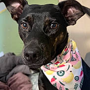 Reese is registered to the contest to win money with this photo: dog, black_dog, bandana, fruit_pattern, close_up, pet, ears, portrait, indoor, curious, animal, muzzle, brown_eyes, face, fur, canine, domestic_animal, looking, colorful, soft_background