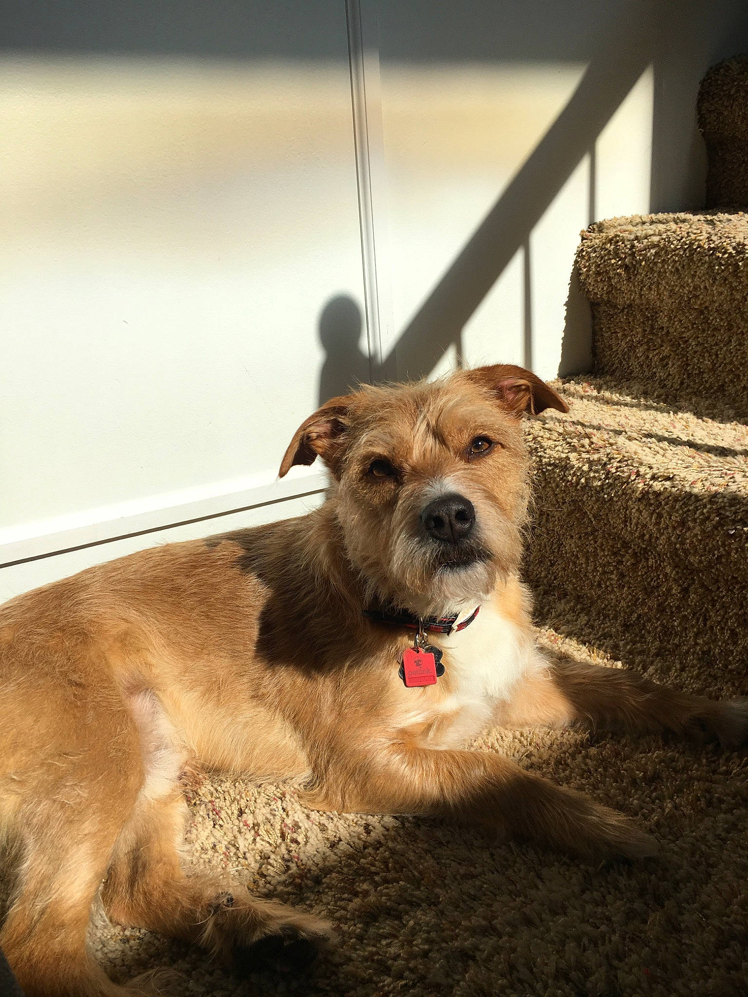 Captain joined the competition — help win amazing prizes! border_terrier, canidae, carnivore, dog, dog_breed, eye, fawn, mammal, rare_breed_dog, snout, sporting_group, vertebrate