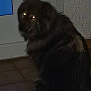 Shaïna a rejoint le concours — aidez-le/la à gagner de superbes lots ! animal, companion, cute, dark, dog, door, flash, floor, fluffy, fur, glowing_eyes, home, indoor, night, pet, portrait, shadow, sitting, tile, wall