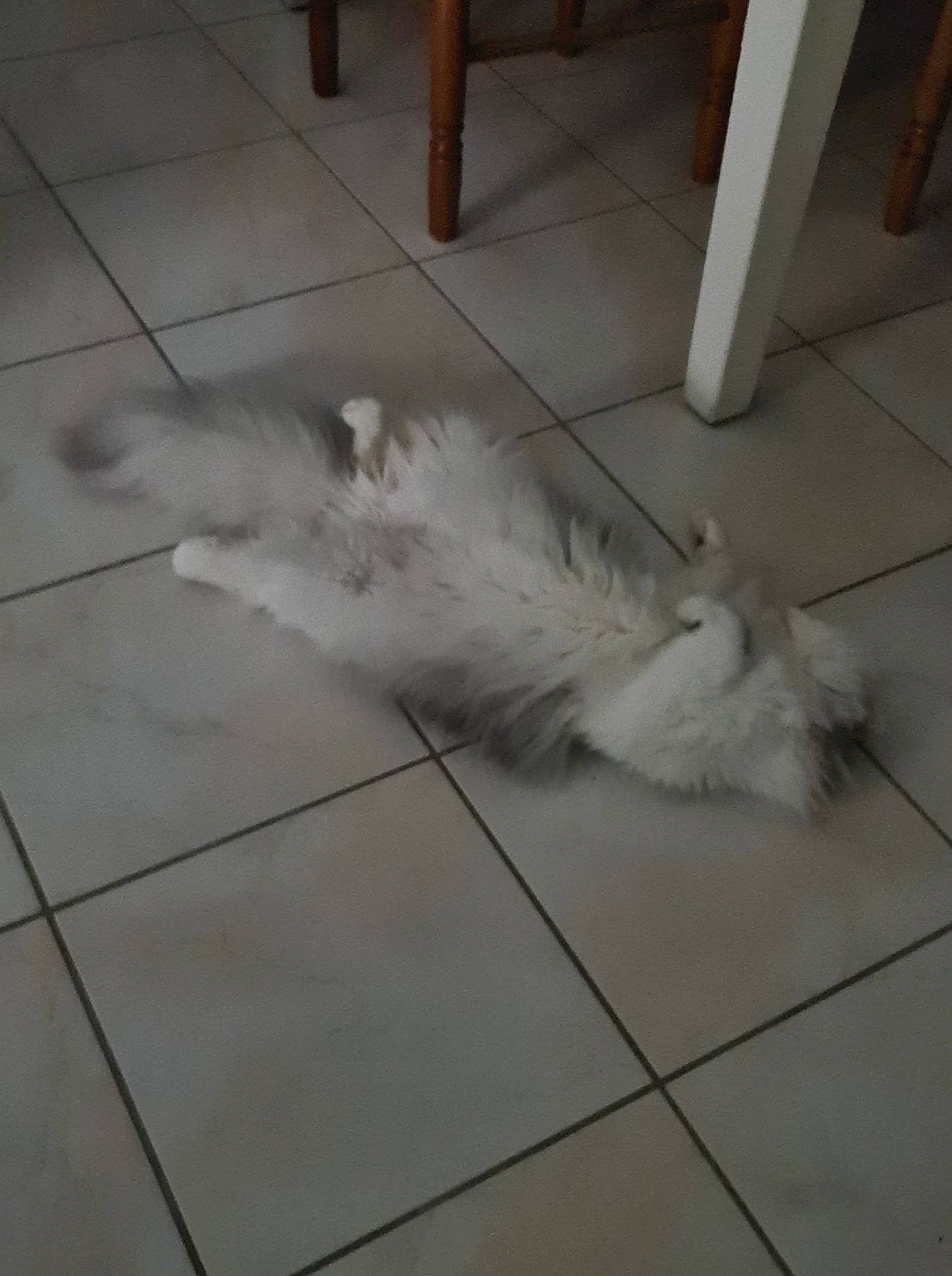 Roméo a rejoint le concours — aidez-le/la à gagner de superbes lots ! canidae, carnivore, companion_dog, composite_material, dog_breed, fawn, felidae, floor, flooring, fur, hardwood, paw, road_surface, sidewalk, small_to_medium_sized_cats, snout, tail, tile_flooring, whiskers, wood