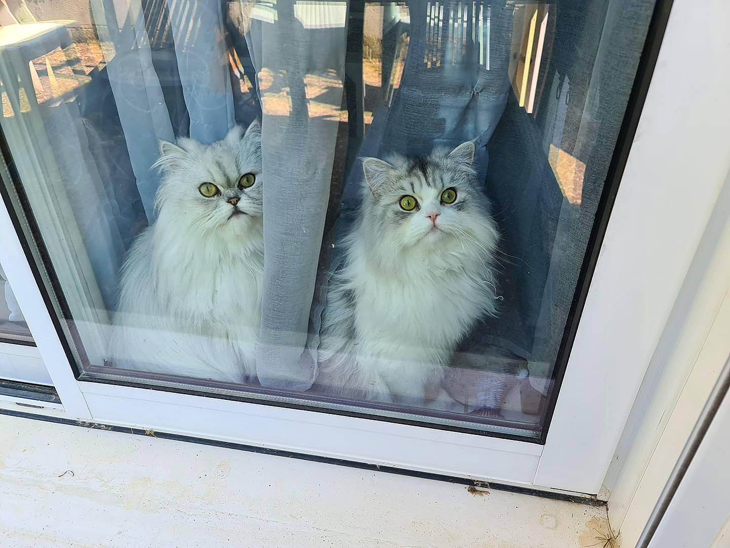 Roméo participe au concours pour gagner de l'argent avec cette photo : carnivore, cat, felidae, fixture, fur, glass, persian, ragdoll, rectangle, small_to_medium_sized_cats, whiskers, window