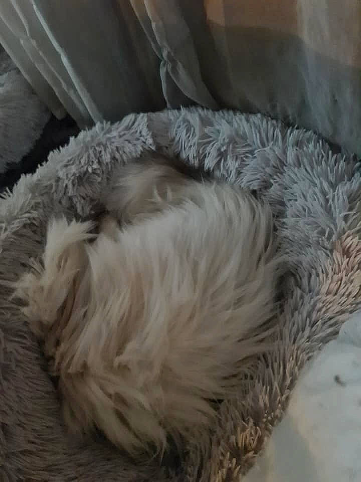 Pookie participe au concours pour gagner de l'argent avec cette photo : canidae, carnivore, comfort, companion_dog, dog, dog_breed, fawn, felidae, flooring, fur, liver, nap, paw, small_to_medium_sized_cats, snout, sporting_group, tail, whiskers, wool, working_animal