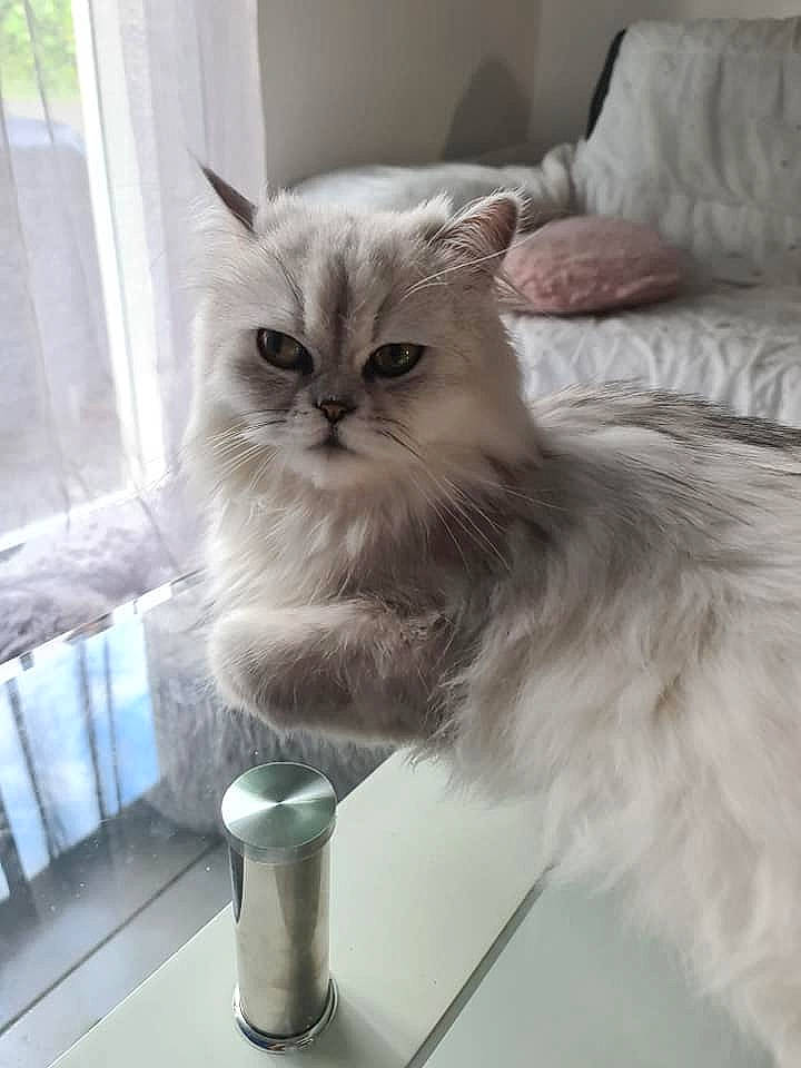 Roméo Et Pookie participe au concours pour gagner de l'argent avec cette photo : box, british_longhair, carnivore, cat, coffee_cup, comfort, cup, drinkware, felidae, fur, household_supply, mug, ragdoll, serveware, small_to_medium_sized_cats, snout, tableware, tail, whiskers, window