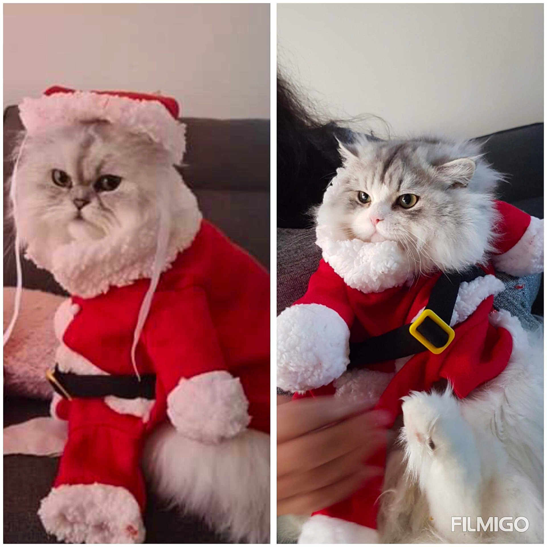 Roméo Et Pookie