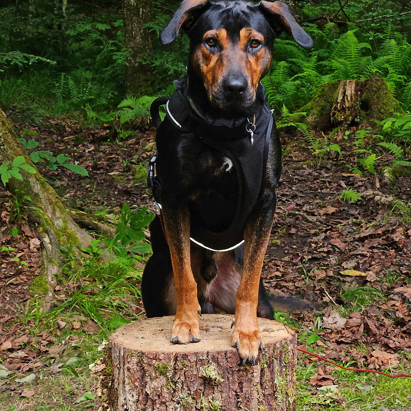 Sargent joined the competition — help win amazing prizes! animal, canine, dog, grove, hound, land, nature, outdoors, pet, plant, pointer, puppy, rainforest, redwood, tree, treestump, treetrunk, vegetation, wood, woodland