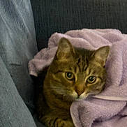 Gabriel is registered to the contest to win money with this photo: cat, tabby_cat, blanket, purple_blanket, couch, furniture, indoor, pet, cozy, fur, whiskers, ears, face, eyes, resting, comfort, animal, mammal, cute, relaxing